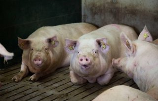 1%2C3+miljoen+varkens+minder+door+Lbv%2Dregelingen