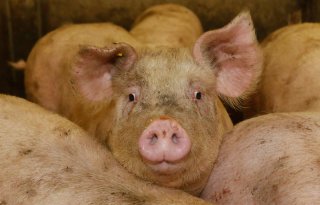 Holland+Varken+gaat+ook+effici%C3%ABnter+data+verzamelen+en+doorsturen