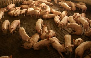 Hongaars+MKZ%2Dcontactbedrijf+met+10%2E000+varkens+preventief+geruimd