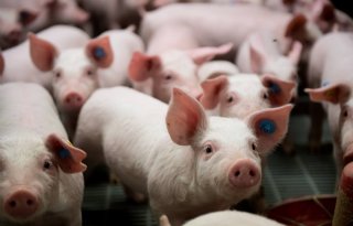 ForFarmers%2Dklanten+verbeteren+varkensprestaties
