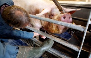 Ook+varkenshouders+krijgen+te+maken+met+Intensiveringsplan+preventie+vogelgriep