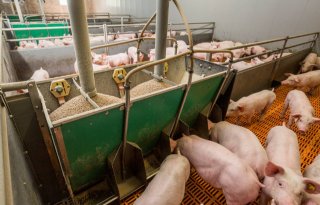 ForFarmers gaat streptokokken voortvarend te lijf