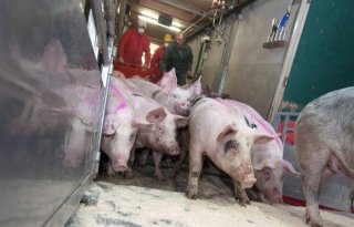 Duitsland+produceert+bijna+2+procent+meer+varkensvlees