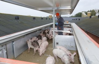 Tienduizenden handtekeningen voor petitie tegen diertransport