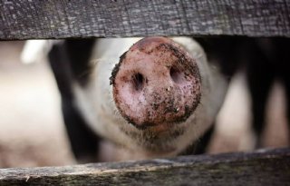Dertig+AVP%2Duitbraken+in+Polen%2C+net+zoveel+als+vorig+jaar