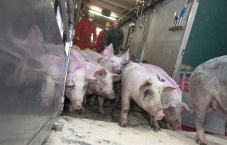 EU-export varkensvlees profiteert van handelsspanningen VS en China