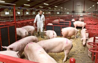Praten+tegen+varkens+effectieve+stressverlager