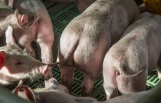 Handelen+naar+signaal+van+varkensstaart