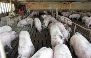 Zeug+in+VS+produceert+20%2C27+vleesvarkens+per+jaar