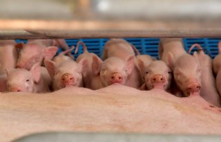 Topigs+Norsvin+maakt+wereldwijd+flinke+groei+door