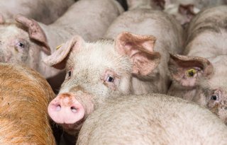 Onderzoekers+Edinburgh+cre%C3%ABren+PRRS%2Dresistente+varkens+met+gene%2Dediting