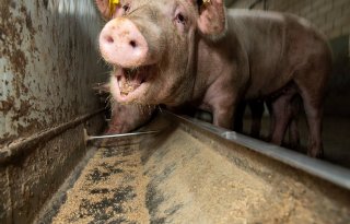 Stabilisatie+in+afzet+van+mengvoer+in+varkenshouderij