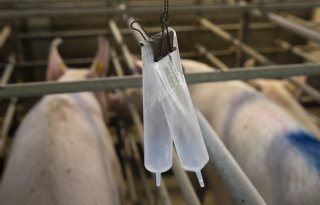 Duits-Nederlandse fusie in varkens KI-land