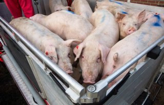 Aantal+niet%2Dtransportwaardige+varkens+bij+slachterijen+neemt+af