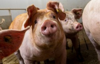 XPC: stimulans voor weerstand, gezondheid en topproductie
