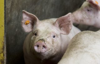 Varkensslachterijen noteren deze week stabiel