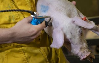 Europese+dierenartsen%3A+voorkom+ruimen%2C+investeer+in+vaccinatie+en+preventie