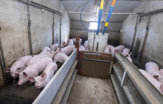 %27Werkgeluk+door+tevreden+vleesvarkens%2C+resultaat+en+rendement%27