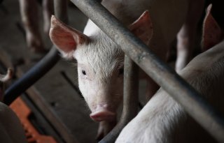 Varkensprijs Spanje keldert in één week met 21,4 cent