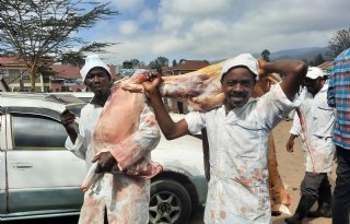 Voer en advisering maken Keniaanse varkenshouderij kansrijk