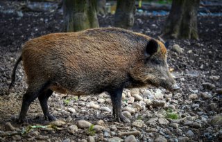 64ste wild zwijn test positief op Afrikaanse varkenspest in Spanje