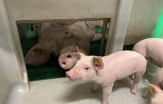 Vereijken gaat op in Cooperl Northern Europe