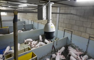 Marlies en Johan Jacobs Langenboom camera gespeende biggen lange staarten