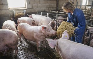 Marlies en Johan Jacobs drachtige zeugen stro in ruif