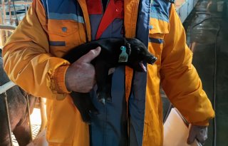 Een+op+vijf+Chinezen+snakt+naar+beter+smakend+varkensvlees