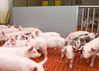 Herkent u de symptomen van een circo-infectie nog?