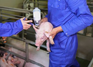 Met deze tips optimaliseer je de werkzaamheid van vaccins