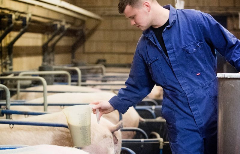 Met het bijvoeren van biggen start Van Sleeuwen steevast in de kraamafdelingen. Het op maat verstrekken van ferment heeft hij snel in vingers gekregen. 'Het is nu een fluitje van een cent. Maar ik heb geleerd dat je rust moet bewaren en niet te snel de fermentgift moet verhogen ook niet na spenen.' In combinatie met droogvoer neemt een big voor spenen gemiddeld 600 tot 750 gram vast voer op.