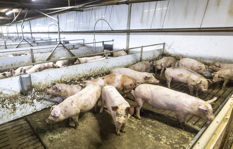 In het najaar van 2026 zullen bijna alle varkenshouders Holland Varken-gecertificeerd zijn.
