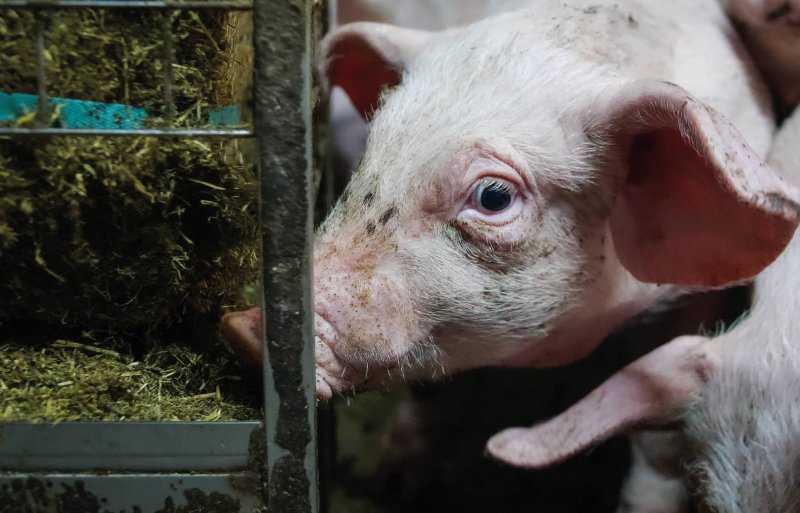 Luzerne voor vleesvarkens