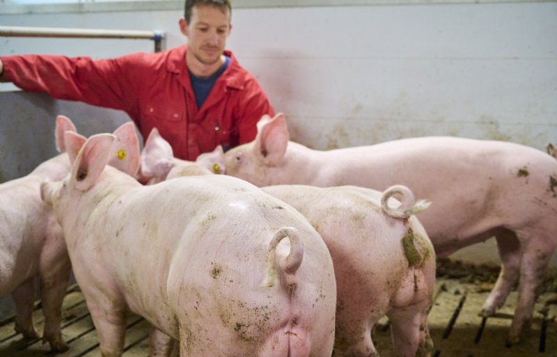 Naast een faciliteit voor voedingsonderzoek is De Elsenpas volgens Zias Lukasse vooral ook een modern en gezond varkensbedrijf.