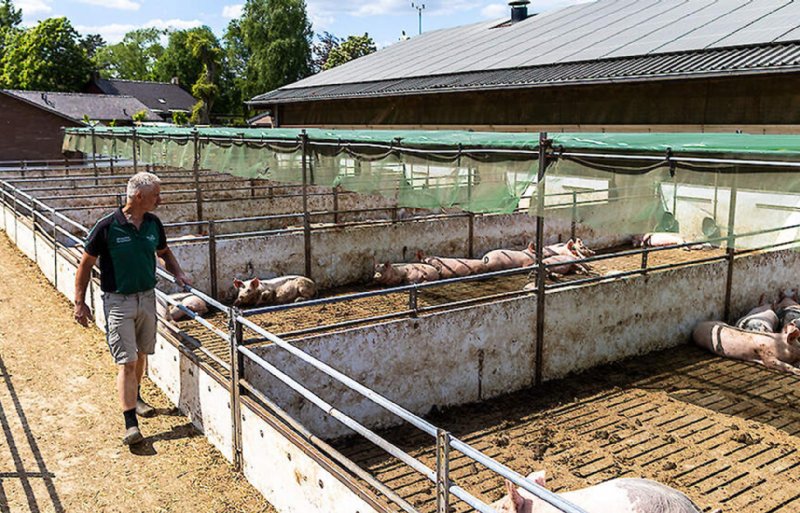 Henri van de Ven is in 2022 met zijn varkenshouderij omgeschakeld naar biologisch.