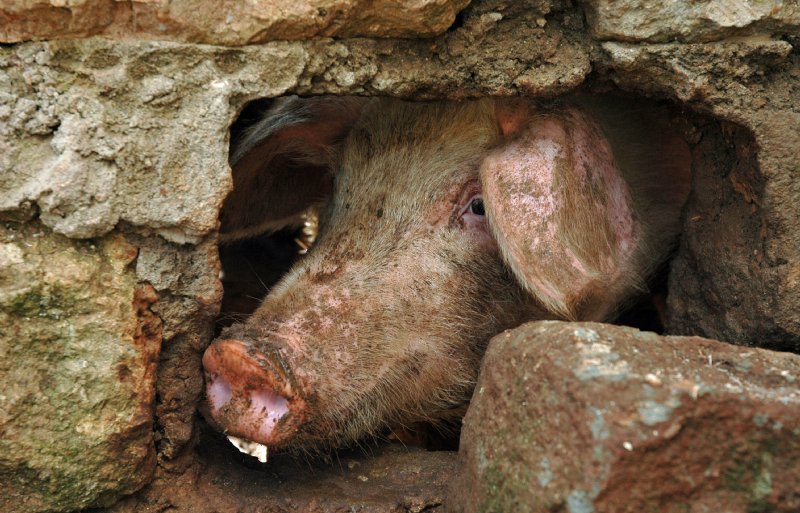 In Kenia worden varkens nog vaak met enkele dieren in een hok achter het huis gehouden. Al dan niet met een verdieping kippen erboven.