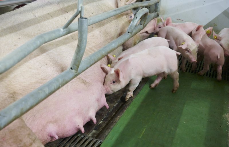 In de kraamstal is een kniegootje voor de biggen.