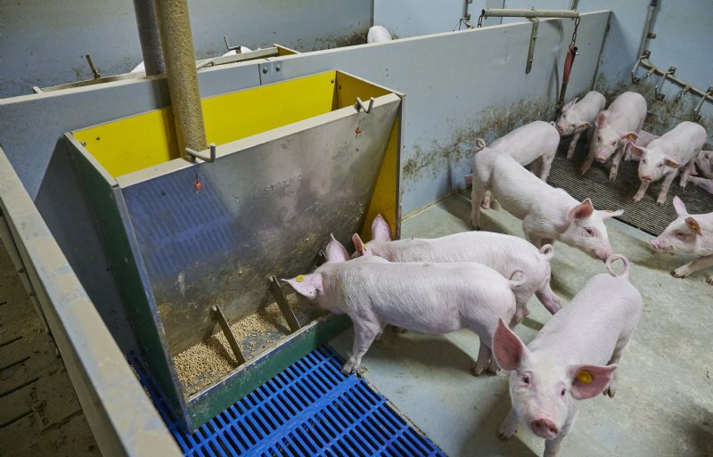 De familie Jacobs heeft, naast de drinkbar, ook geïnvesteerd in droogvoerbakken met vier vreetplekken.
